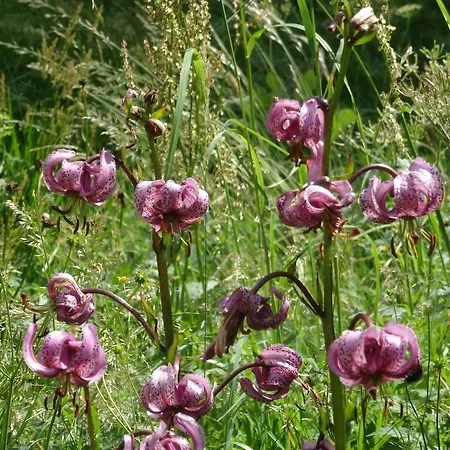 Tuerkis Appartement Grächen