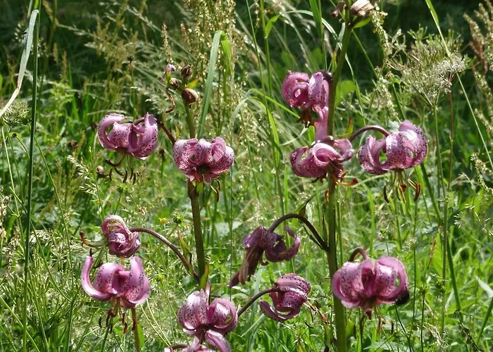 Türkis Daire Grächen
