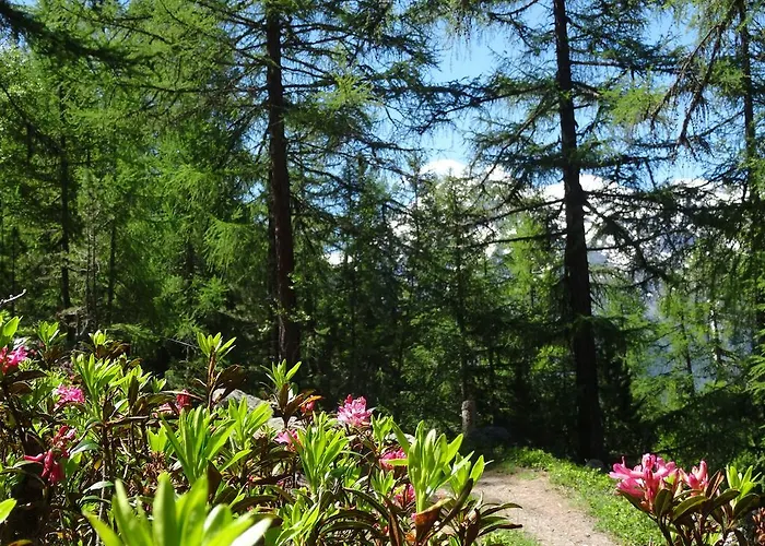 Türkis Daire Grächen